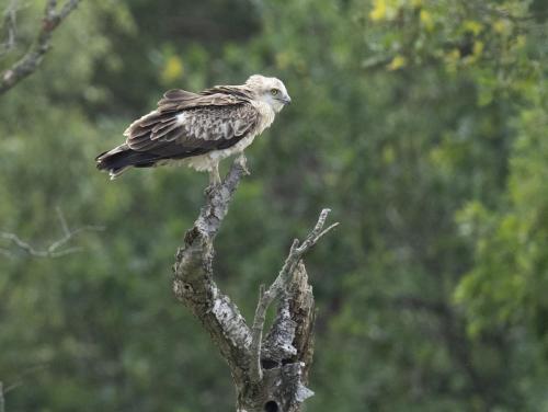 Short-toed eagle