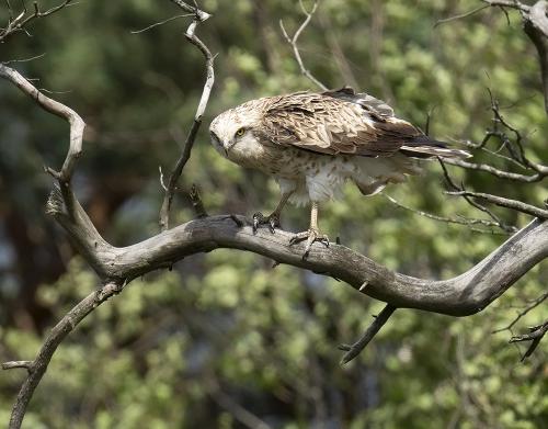 Short-toed eagle