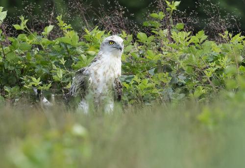 Short-toed eagle