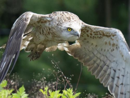 Short-toed eagle