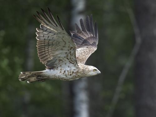 Short-toed eagle