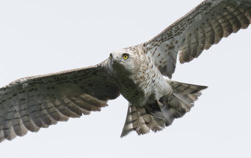 Short-toed eagle