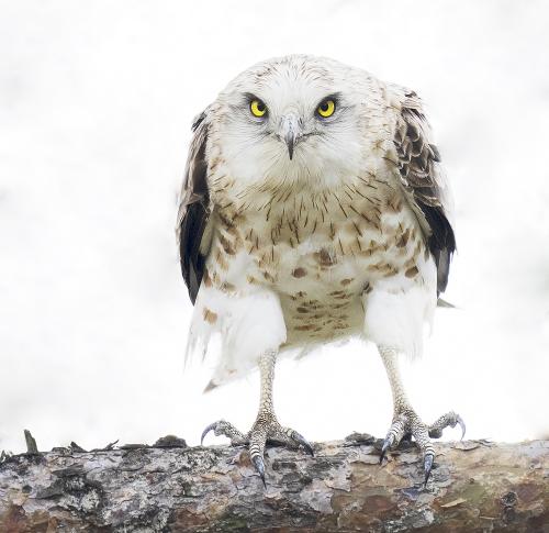 Short-toed eagle