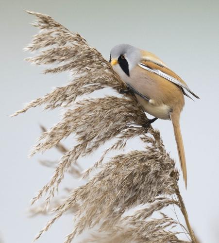 Bearded reedling