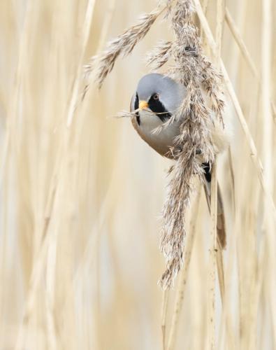 Bearded reedling